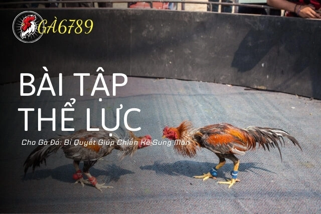 các bài tập thể lực cho gà đá
