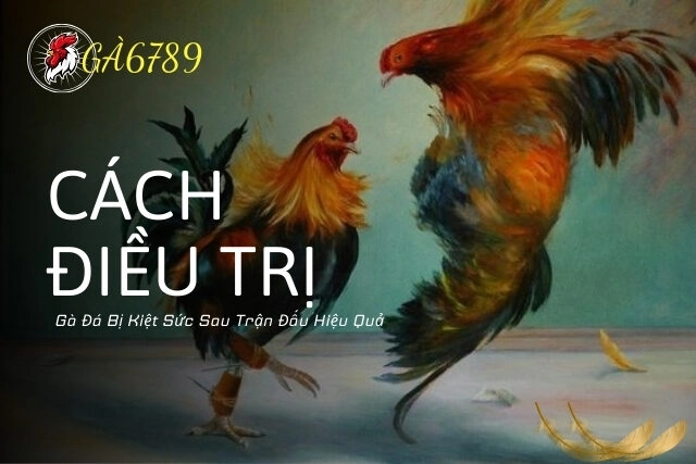 Cách điều trị gà đá bị kiệt sức sau trận đấu