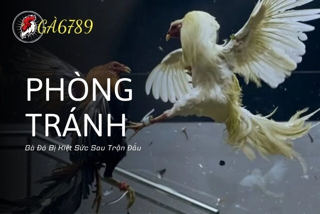 Phòng Tránh Gà Đá Bị Kiệt Sức Sau Trận Đấu