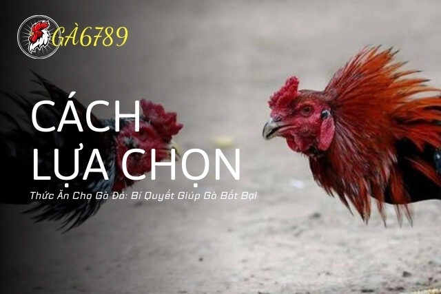 Cách lựa chọn thức ăn cho gà đá