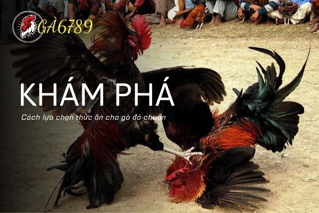 Khám phá cách lựa chọn thức ăn cho gà đá chuẩn