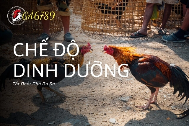 chế độ dinh dưỡng tốt nhất cho gà đá