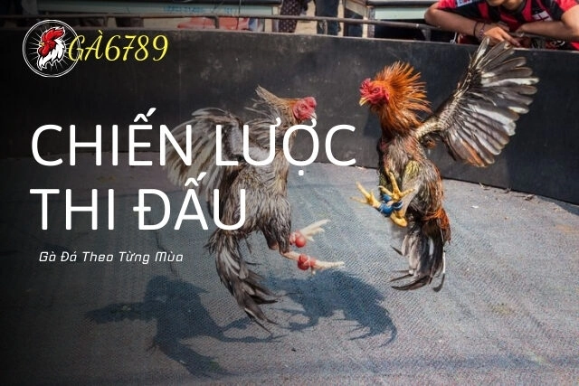chiến lược thi đấu gà đá theo từng mùa
