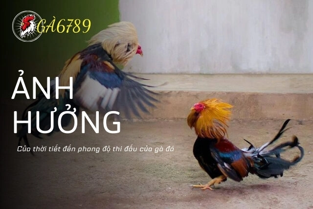 Ảnh hưởng của thời tiết đến phong độ thi đấu của gà đá